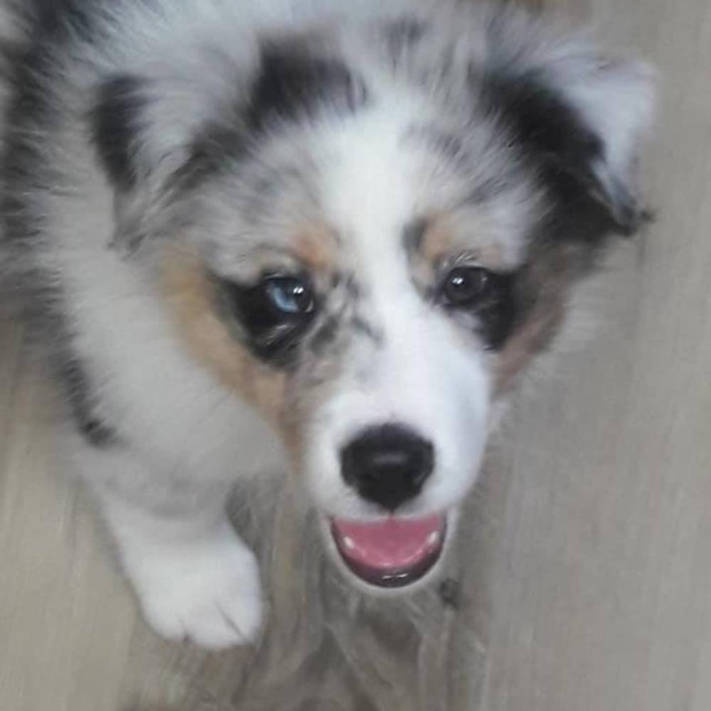 Meet your Posher, Dawn